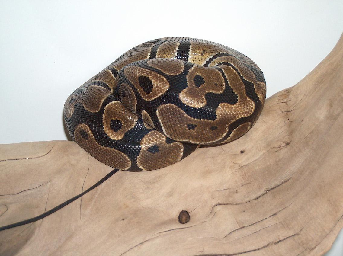 Ball Python