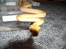 ATB