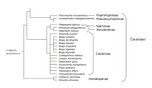 Colubrid relationships