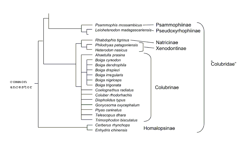 Colubrid relationships