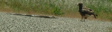 Redtail Hawk and Gopher Snake