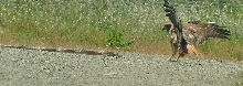 Redtailed Hawk and Gopher Snake