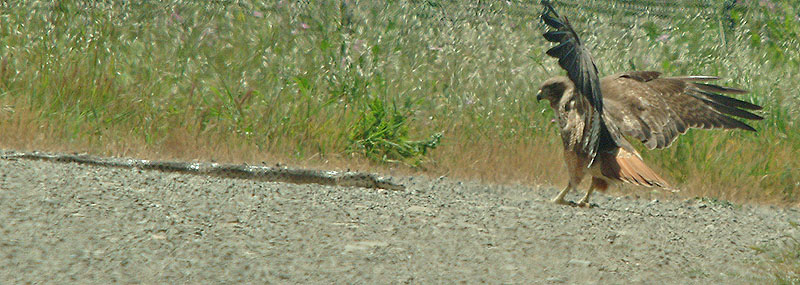 Redtailed Hawk and Gopher Snake