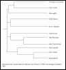 Holarctic Hyla relationships
