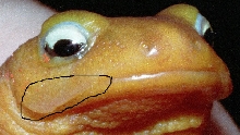 Labial Flap