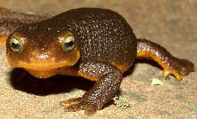 California Newt