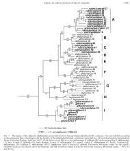 Eumeces skiltonianus group relationships
