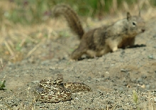 Gopher Snake vs. Ground Squirrel