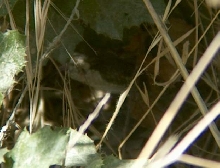 Crotalus viridis head