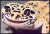 Happy little chap!