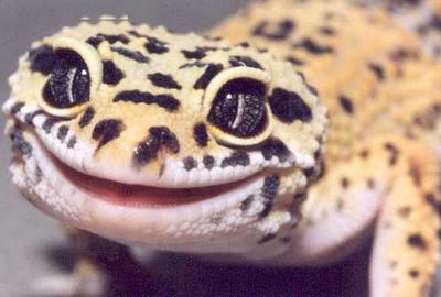 Happy little chap!