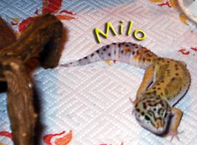 milo