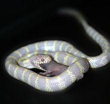 California King snake 1