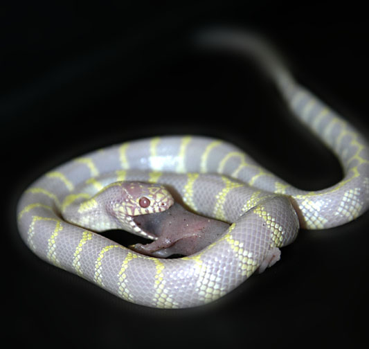 California King snake 1