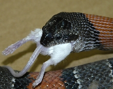 Grey banded King snake 1