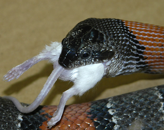 Grey banded King snake 1
