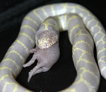California King snake 2