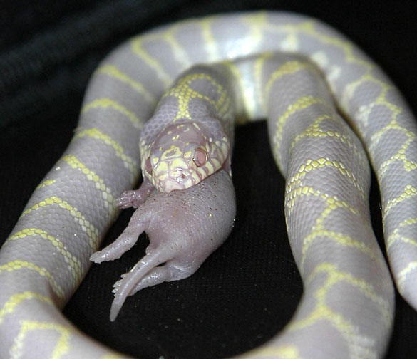 California King snake 2