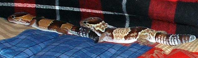 Trogdor and Scratchy
