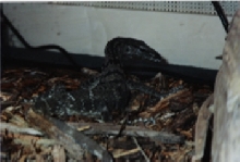 my black rough monitor nemo