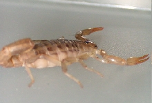 Peruvian desert scorpion
