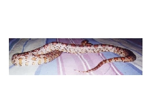 cornsnake