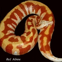 colorfull blood of sumatra
