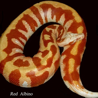 colorfull blood of sumatra