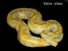 colorfull blood of sumatra