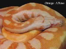 colorfull blood of sumatra