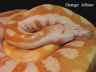 colorfull blood of sumatra