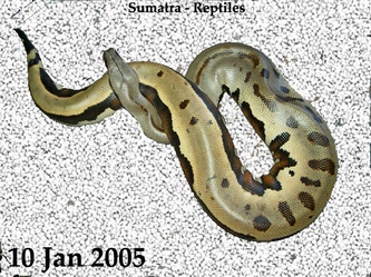 colorfull blood of sumatra