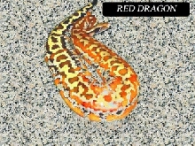 colorfull blood of sumatra