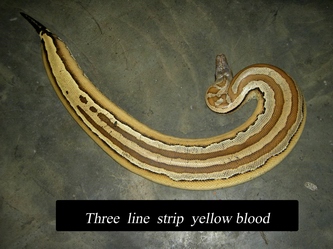 colorfull blood of sumatra