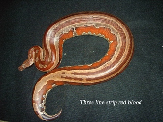 colorfull blood of sumatra
