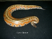 colorfull blood of sumatra