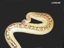curtus