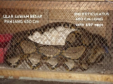 big phython