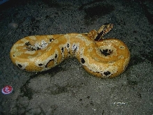 red blood calico