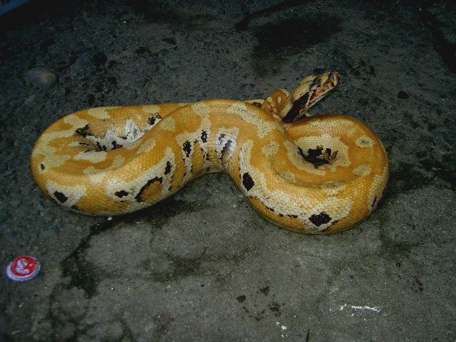 red blood calico