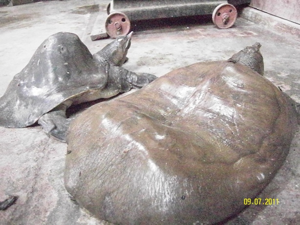 turtle