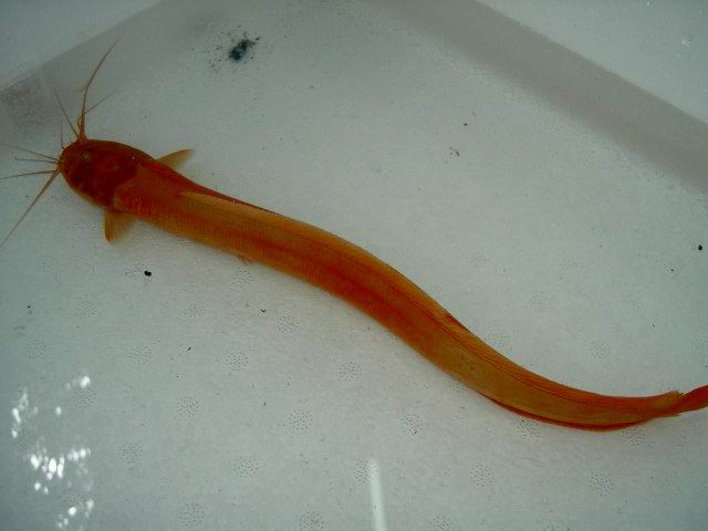 fish