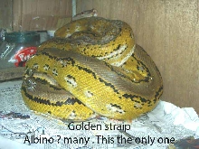 golden straip