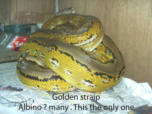 golden straip
