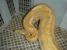 pure yellow/new fine
