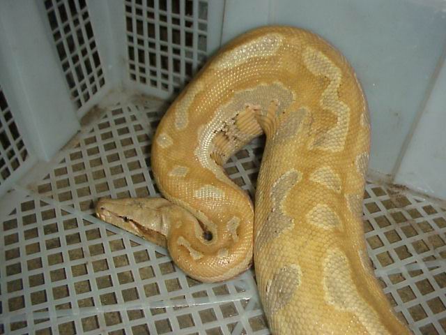 pure yellow/new fine