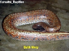 Red blood batik morp