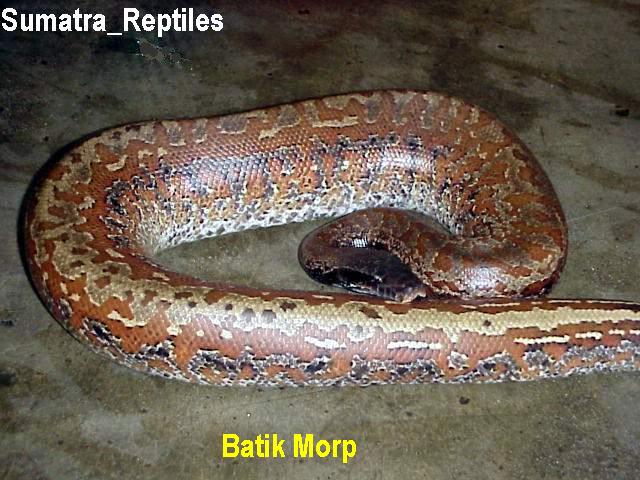 Red blood batik morp