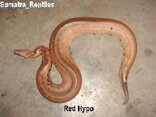 Red blood hypo