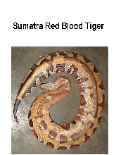 sumatra red blood tiger
